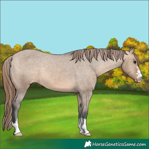 Horse Color:Bay Dun Appaloosa Rabicano 
