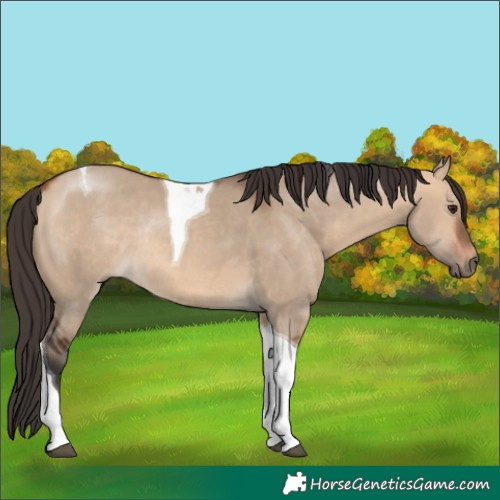 Horse Color:Bay Dun Tobiano Rabicano 