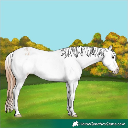 Horse Color:Bay Ice Dun Appaloosa Rabicano 