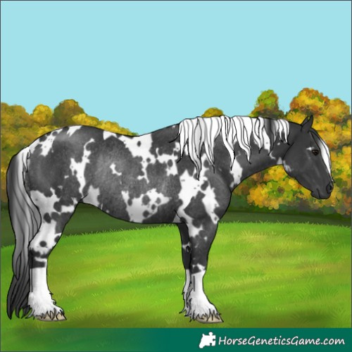 Horse Color:White Spotted Black Rabicano 