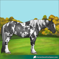 Horse Color:White Spotted Black Rabicano 