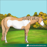 Horse Color:Chestnut Frame 