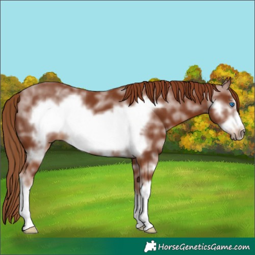 Horse Color:Chestnut Sabino Frame