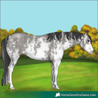 Horse Color:Grullo Sabino 
