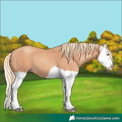 Horse Color:Gold Champagne Splash