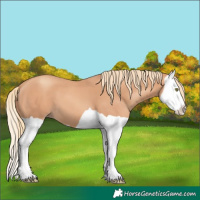 Horse Color:Gold Champagne Splash 