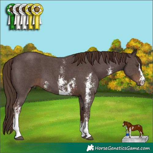 Horse Color:Liver Chestnut Sabino 