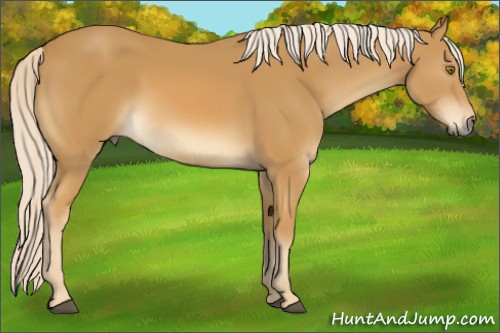 Horse Color:Palomino Sabino 