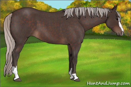 Horse Color:Silver Brown Roan Sabino 