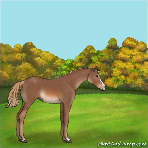 Horse Color:Chestnut Sabino 