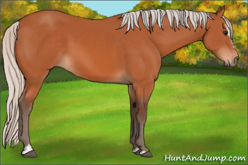 Horse Color:Silver Bay Sabino 