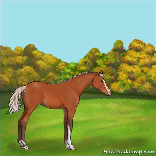 Horse Color:Silver Bay Sabino 