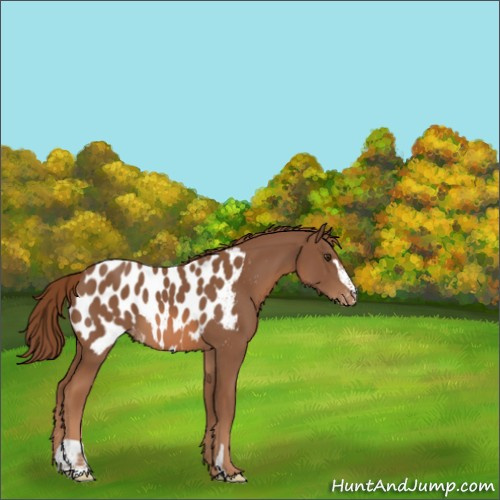 Horse Color:Chestnut Sabino Appaloosa 