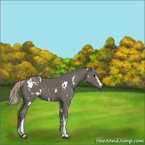 Horse Color:White Spotted Silver Black 