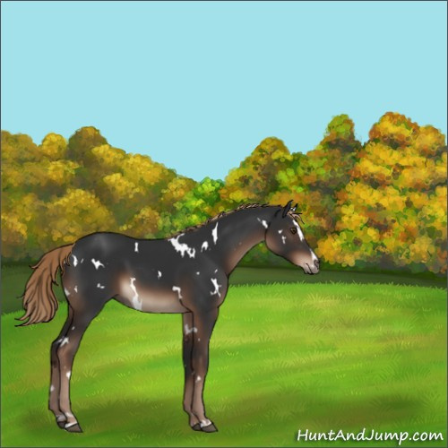 Horse Color:White Spotted Liver Chestnut Sabino 