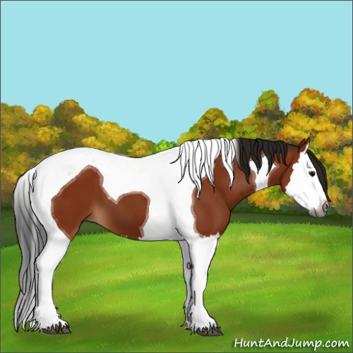 Horse Color:Gray Bay Splash Tobiano 