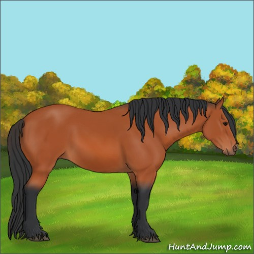 Horse Color:Bay 