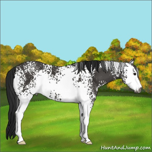 Horse Color:Gray White Spotted Black Sabino
