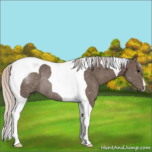 Horse Color:Silver Black Tobiano Rabicano
