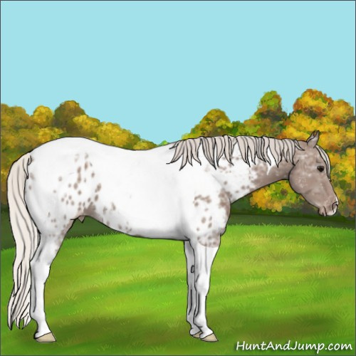 Horse Color:Silver Black Ice Tobiano Near Leopard