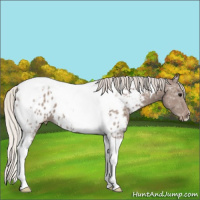 Horse Color:Silver Black Ice Tobiano Near Leopard 