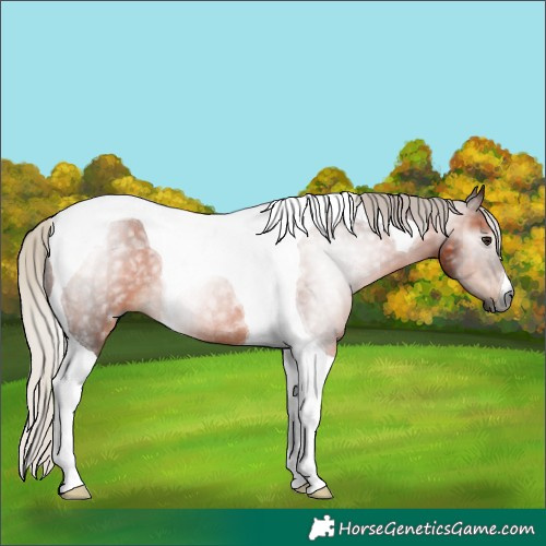 Horse Color:Gray Silver Bay Tobiano Rabicano