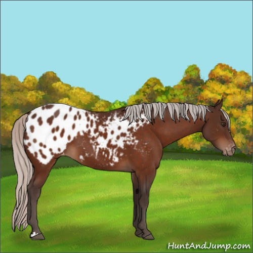 Horse Color:Silver Brown Appaloosa