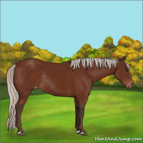 Horse Color:Silver Brown Appaloosa Rabicano 