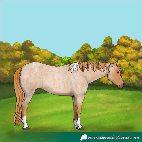 Horse Color:Red Roan Tobiano