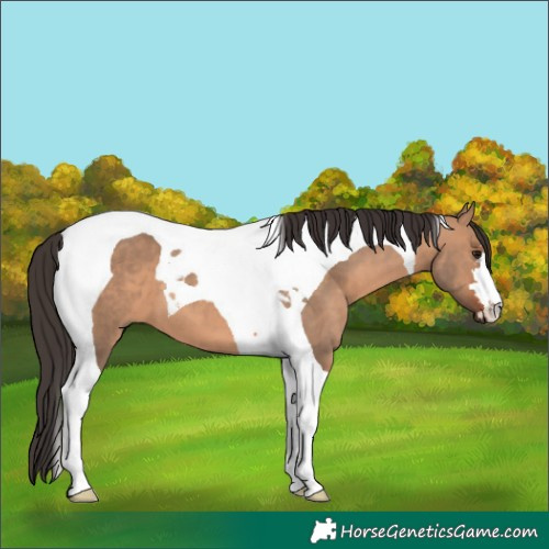 Horse Color:Bay Dun Tobiano 