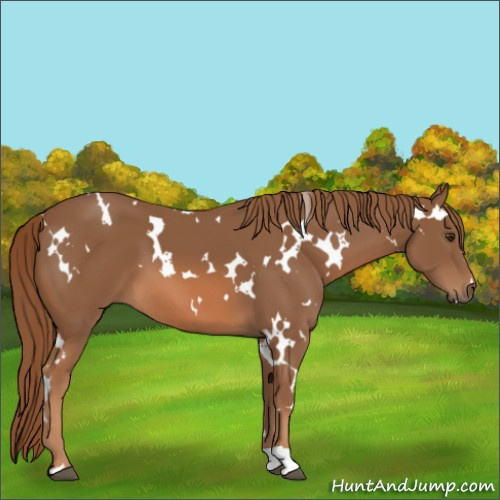 Horse Color:White Spotted Chestnut 