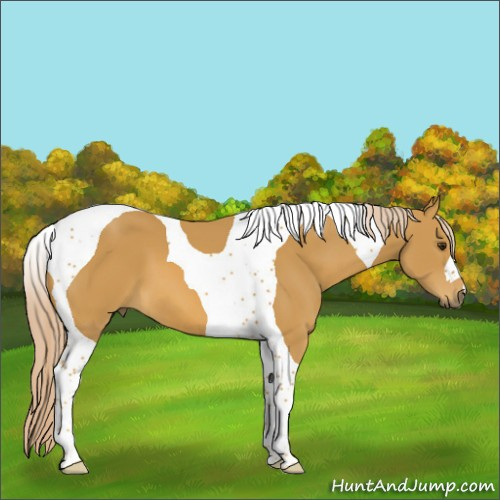 Horse Color:Palomino Tobiano