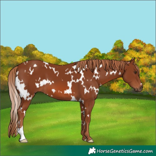 Horse Color:White Spotted Chestnut 