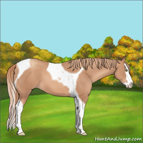 Horse Color:Gold Champagne Splash Tobiano 