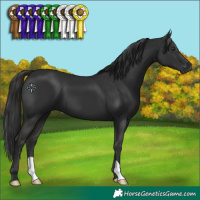 Horse Color:Liver Chestnut 