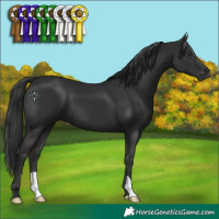 Horse Color:Liver Chestnut 