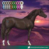 Horse Color:Liver Chestnut 