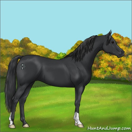 Horse Color:Black 