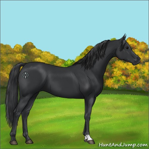 Horse Color:Black 