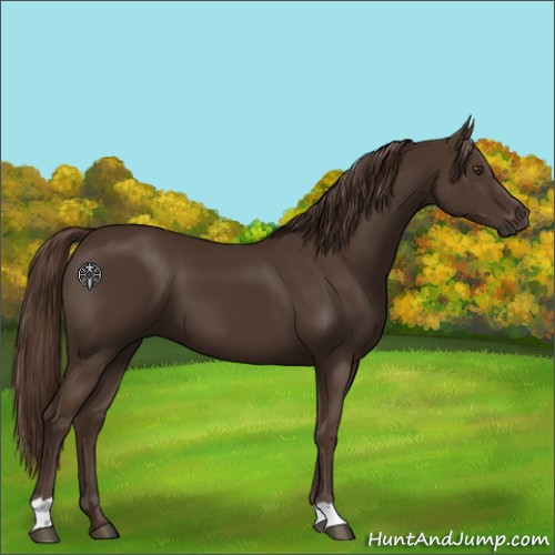 Horse Color:Liver Chestnut 