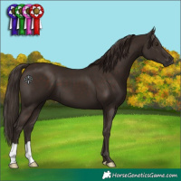 Horse Color:Liver Chestnut 