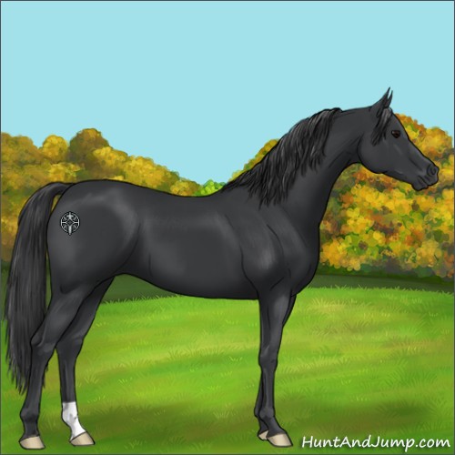 Horse Color:Black 