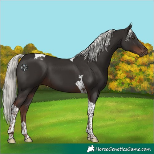 Horse Color:Liver Chestnut Mushroom Tobiano 