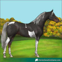 Horse Color:Liver Chestnut Mushroom Tobiano 