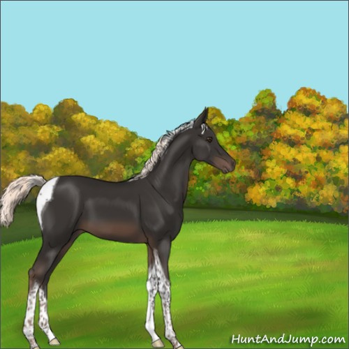 Horse Color:Liver Chestnut Mushroom Tobiano 