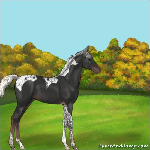 Horse Color:Liver Chestnut Mushroom Tobiano 