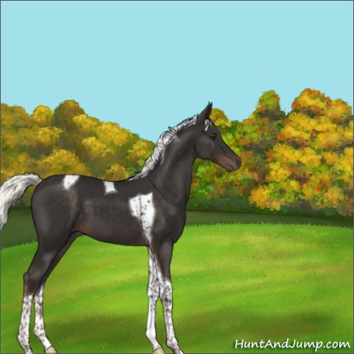 Horse Color:Liver Chestnut Mushroom Tobiano 