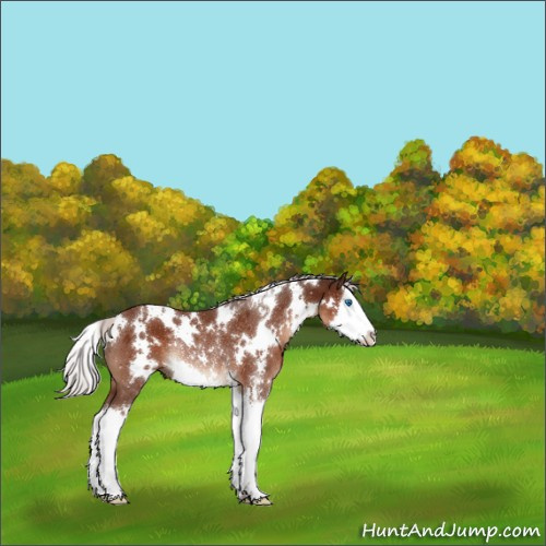 Horse Color:White Spotted Silver Brown Sabino Splash Rabicano 