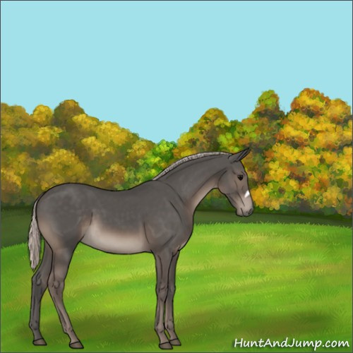 Horse Color:Silver Black 