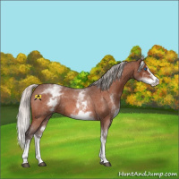 Horse Color:White Spotted Silver Bay Roan Splash 